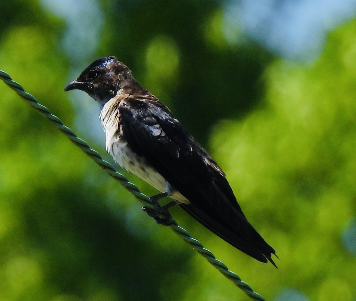 Purple Martin - ML454495831