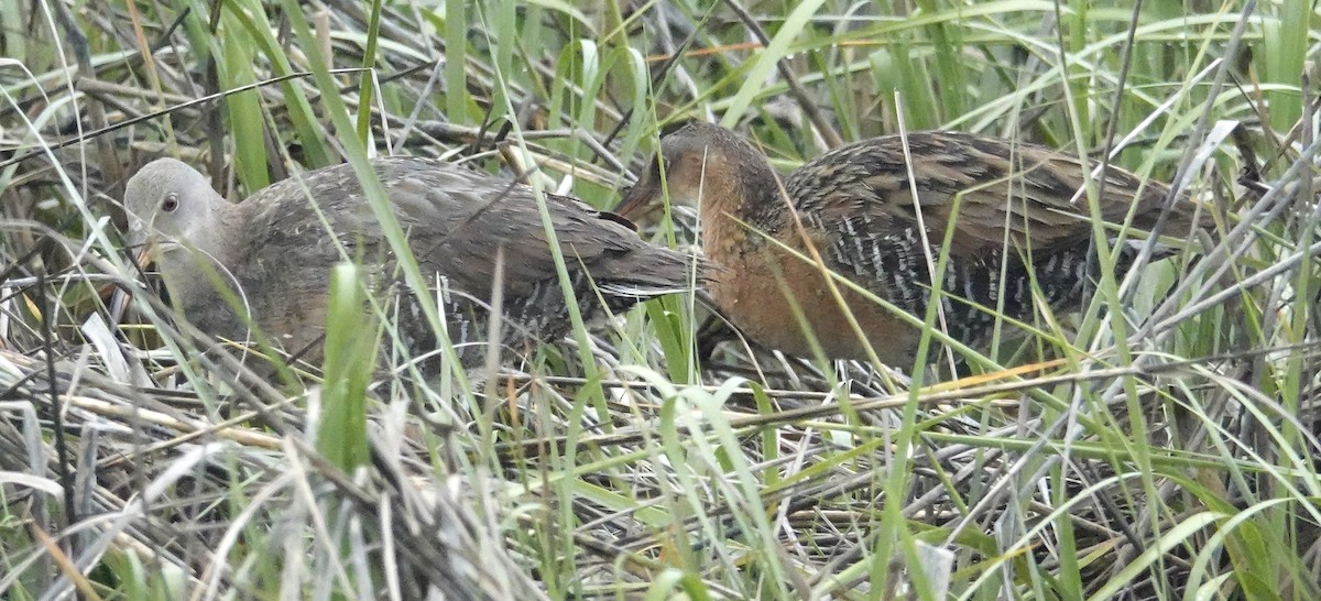 Clapper Rail - ML454495841