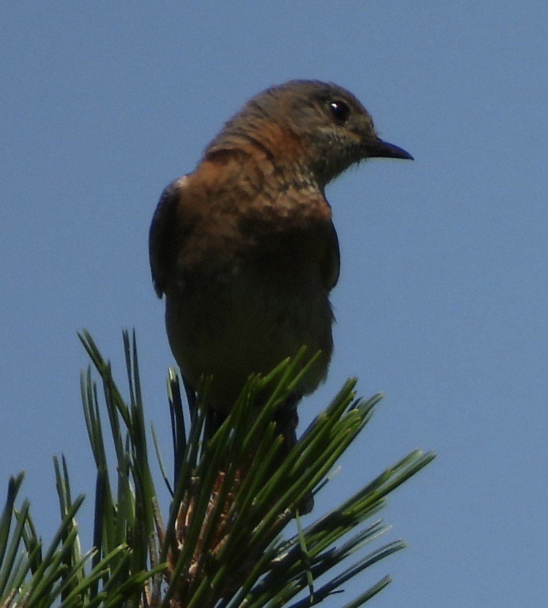 Eastern Bluebird - ML454495941