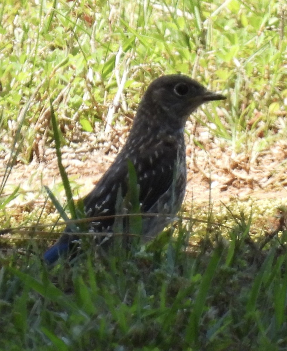 Eastern Bluebird - ML454495951