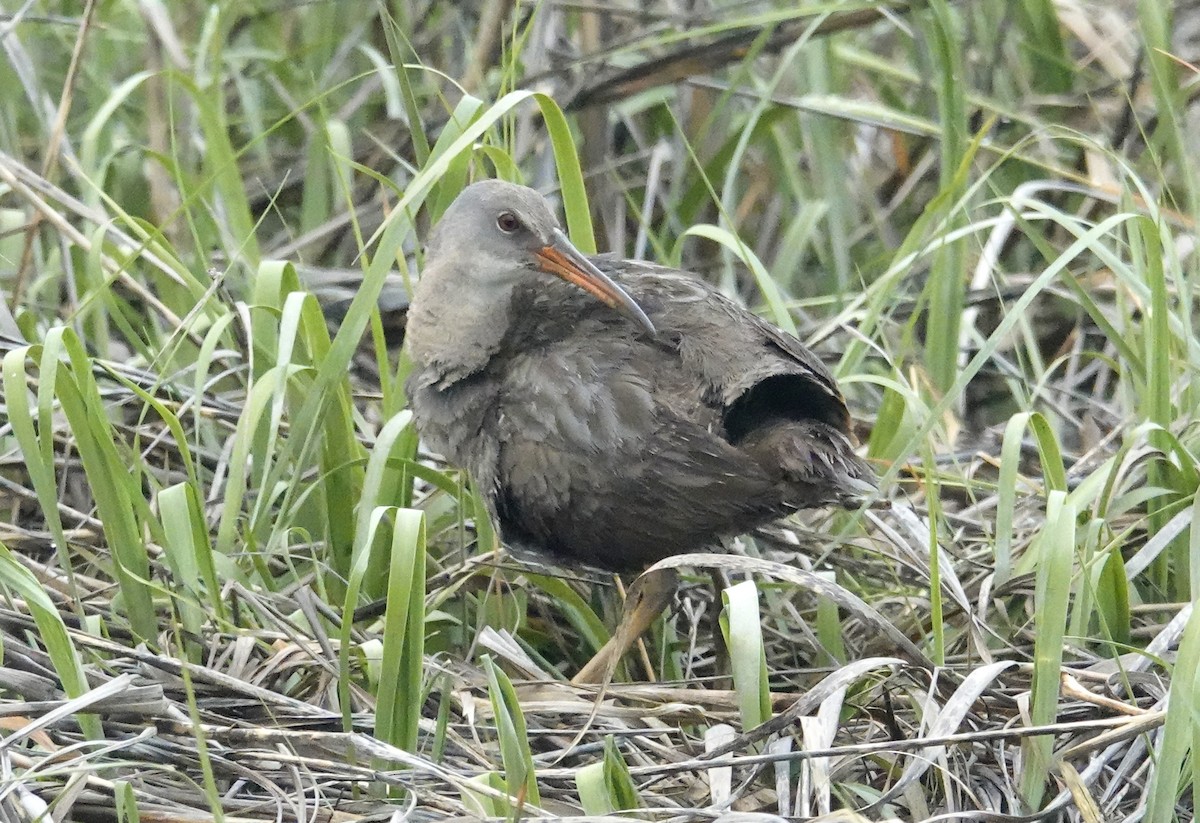 Clapper Rail - ML454495981