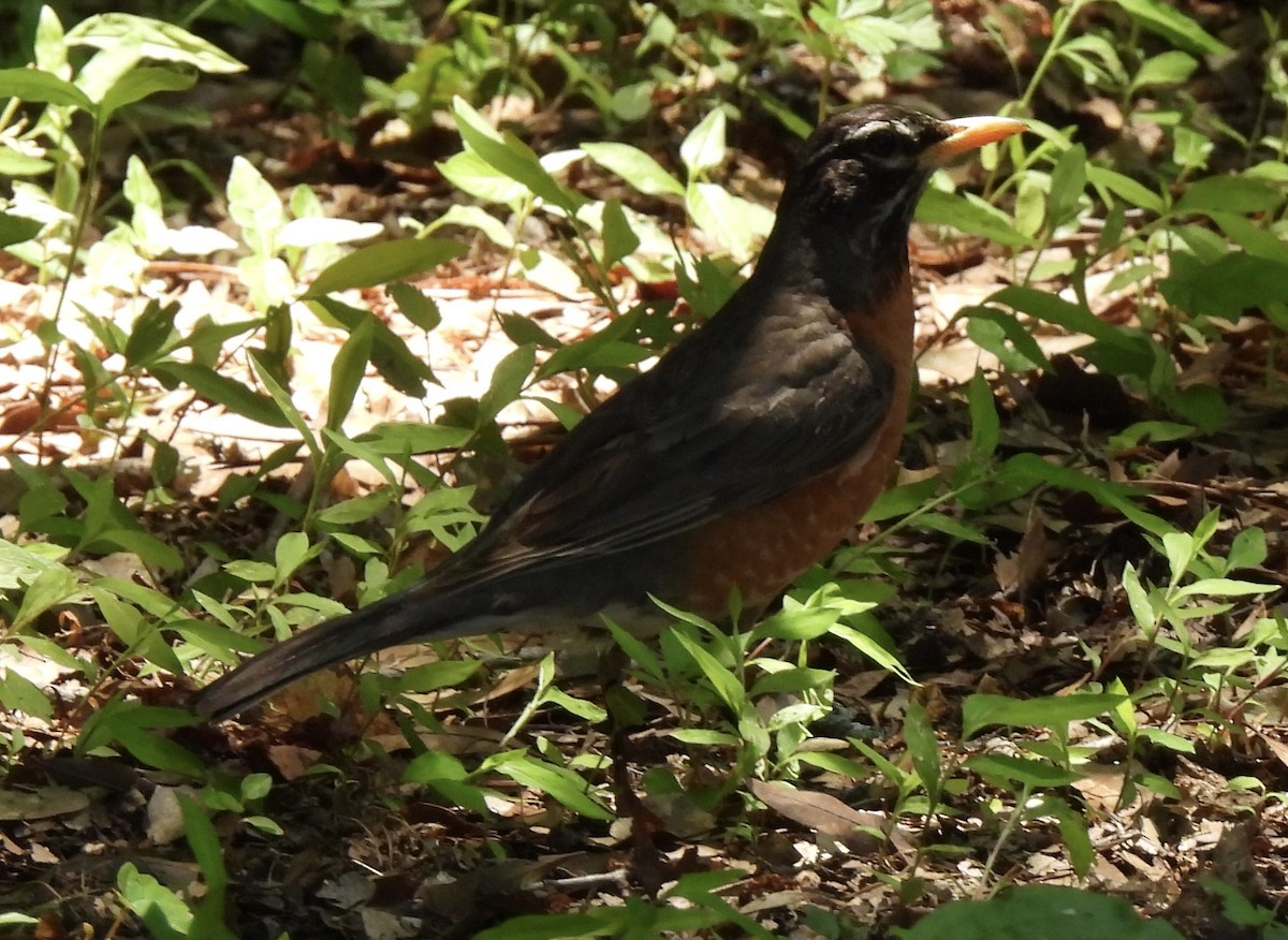 American Robin - ML454495991