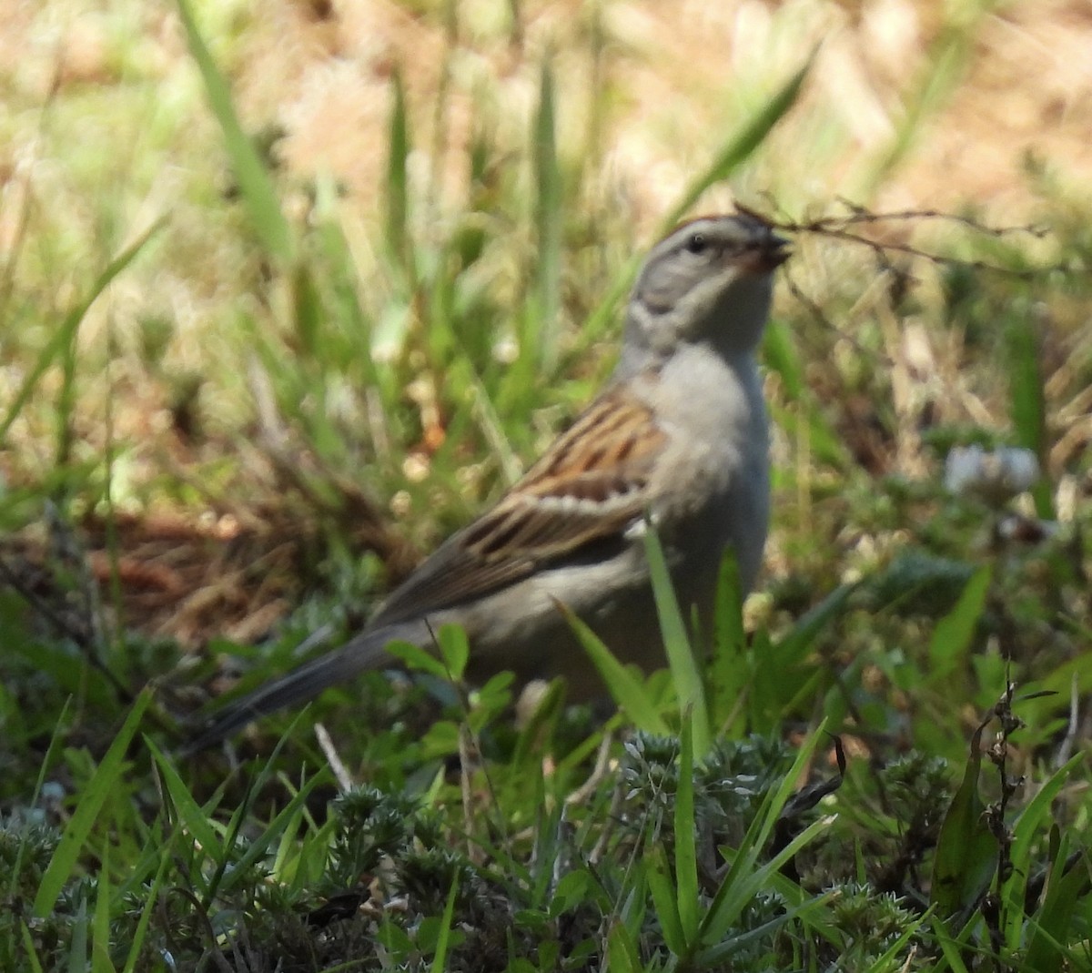 Chipping Sparrow - ML454496081