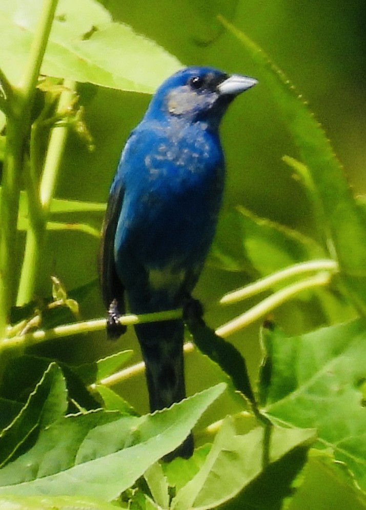 Indigo Bunting - ML454496241