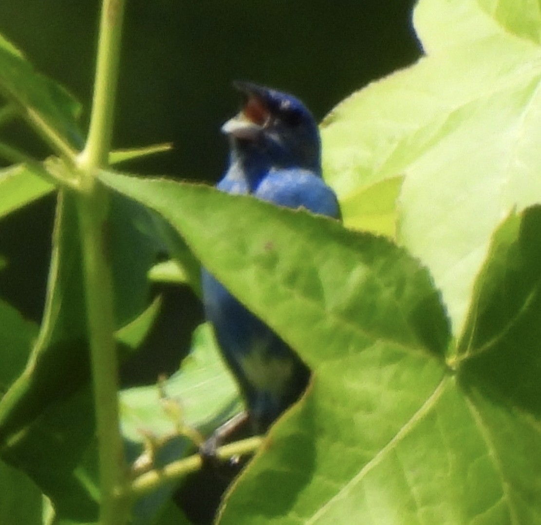 Indigo Bunting - ML454496251