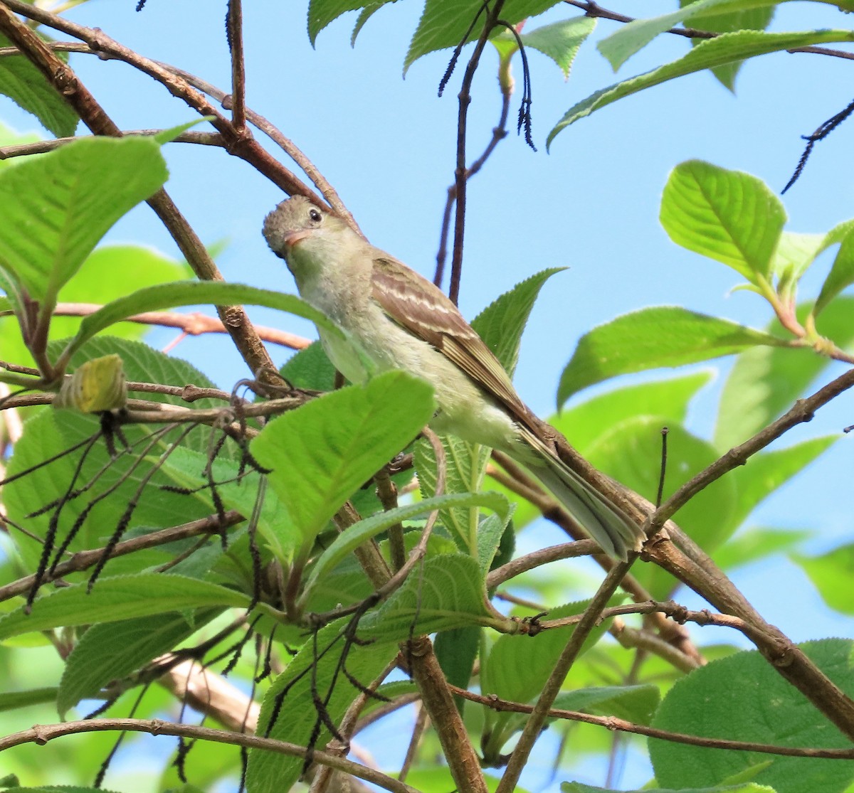 Lesser Elaenia - Ann Van Denburgh