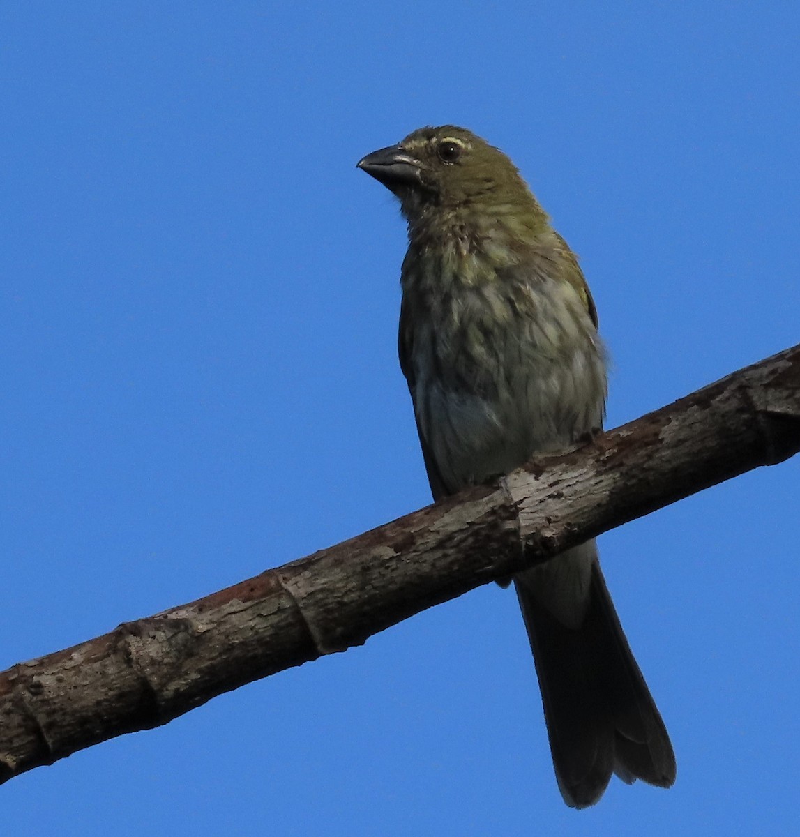 Streaked Saltator - Ann Denburgh