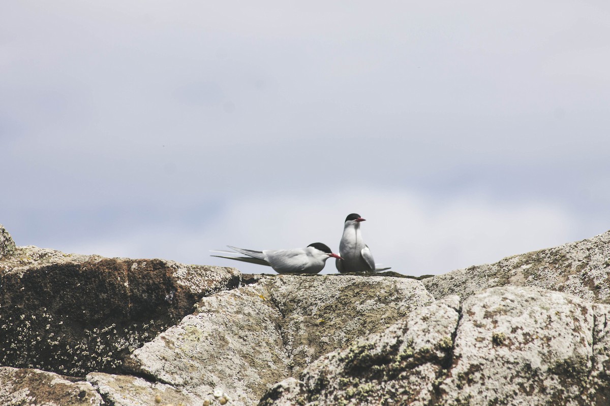 Arctic Tern - James Moreland