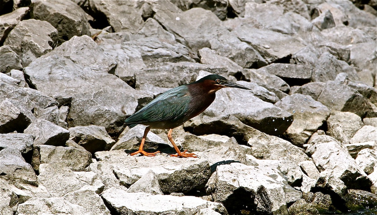 Green Heron - ML45449941