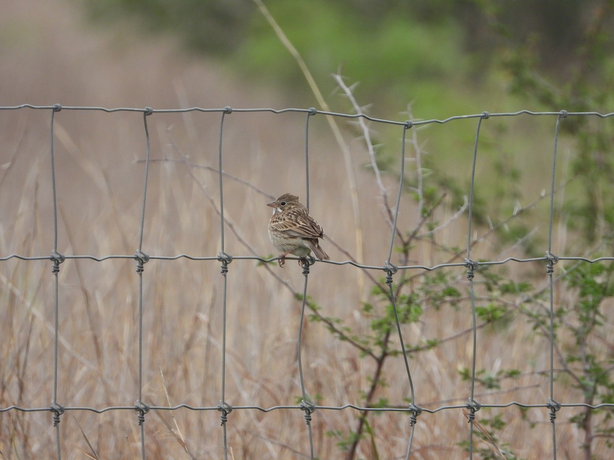 Cassin's Sparrow - ML454500181