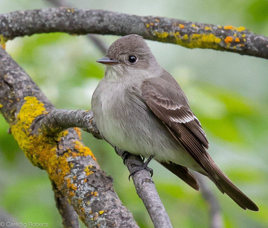 Western Wood-Pewee - Ceredig  Roberts