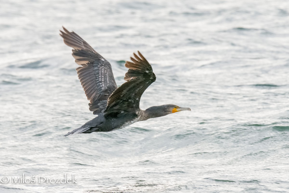 Great Cormorant - ML454501231