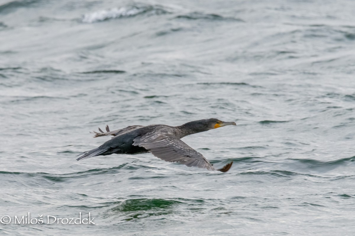 Cormorán Grande - ML454501261