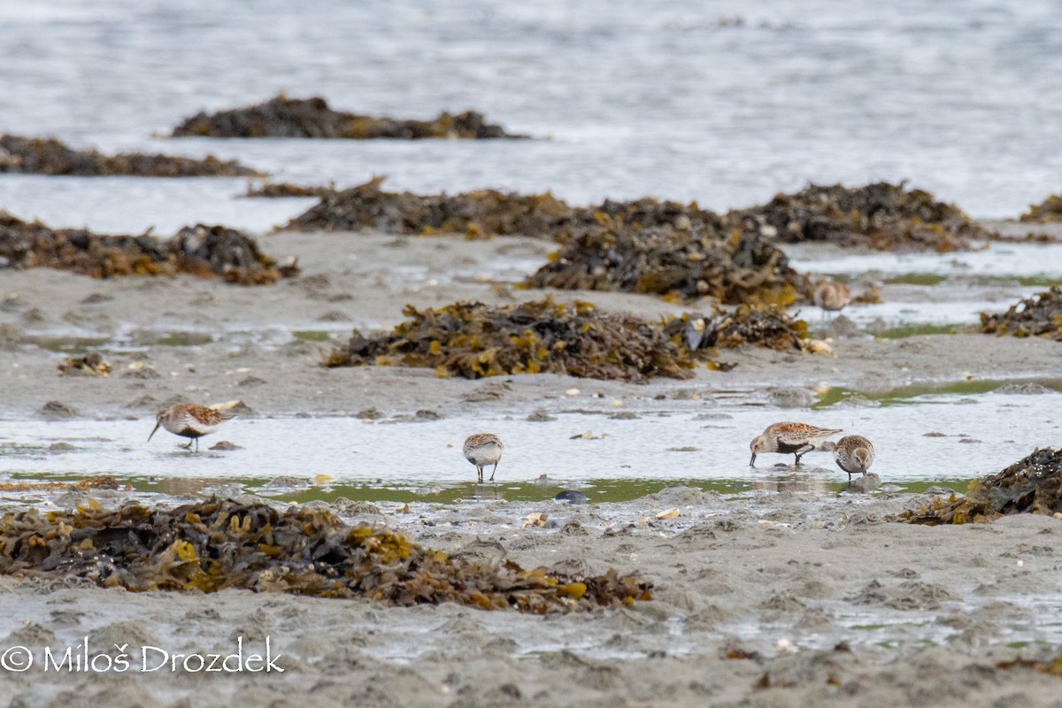 Dunlin - Miloš Drozdek