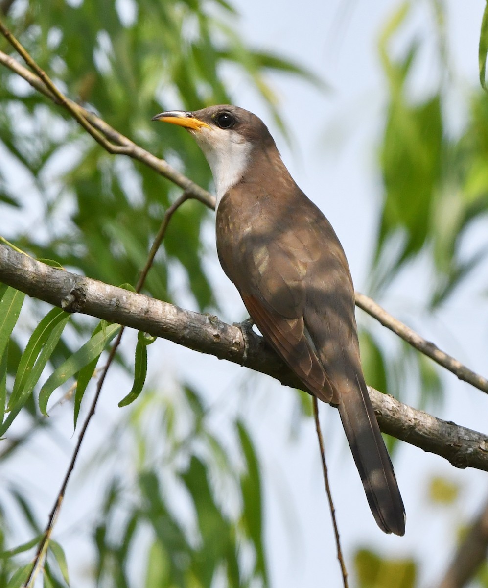 Yellow-billed Cuckoo - Jeremy Cohen