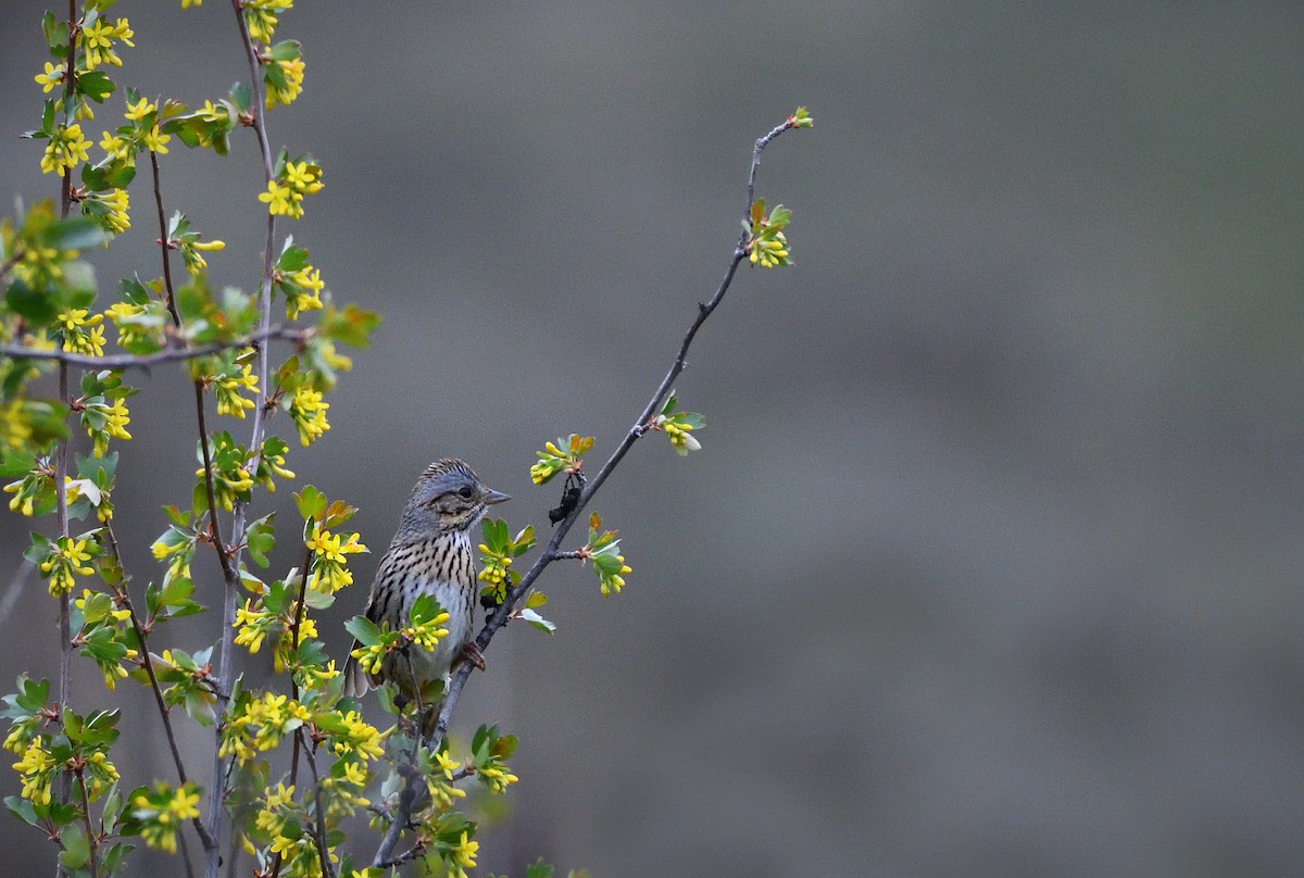 Lincoln's Sparrow - ML454503281