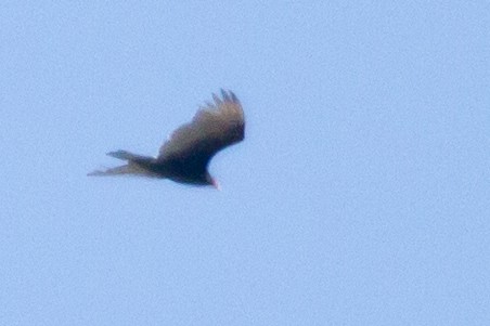 Turkey Vulture - ML454504711