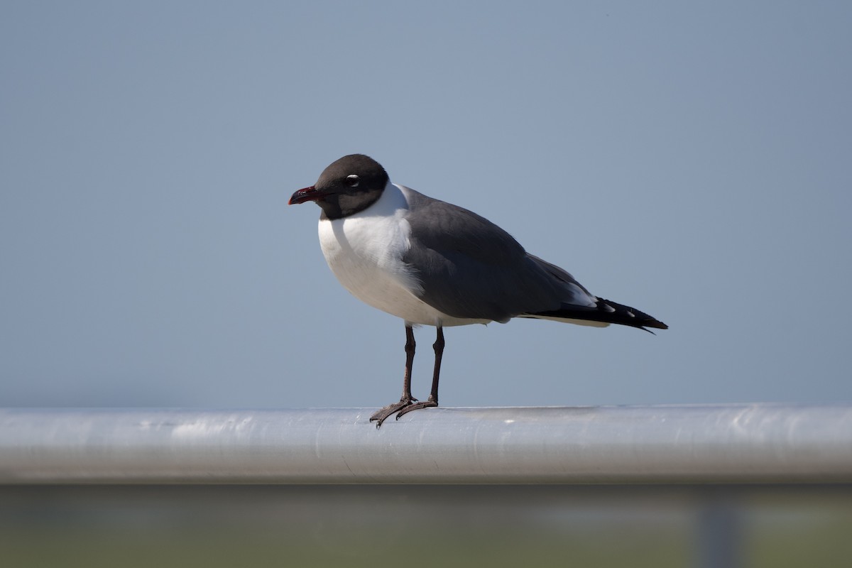 Laughing Gull - ML454505301