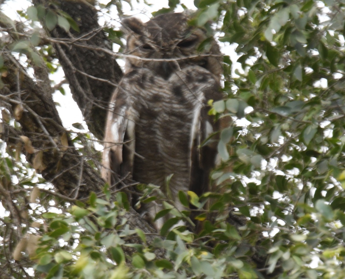 Spotted Eagle-Owl - ML454505681
