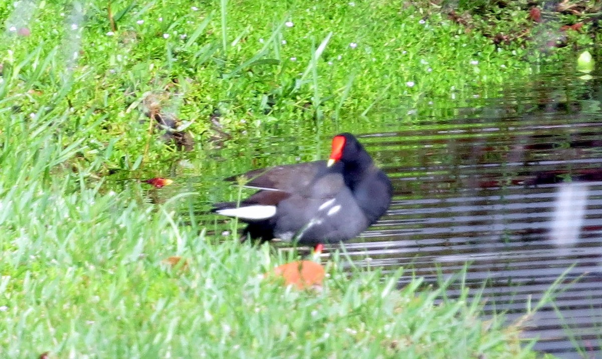 Gallinule d'Amérique - ML454506481