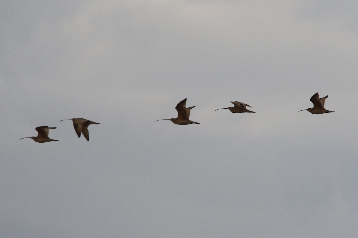 Long-billed Curlew - ML45450821