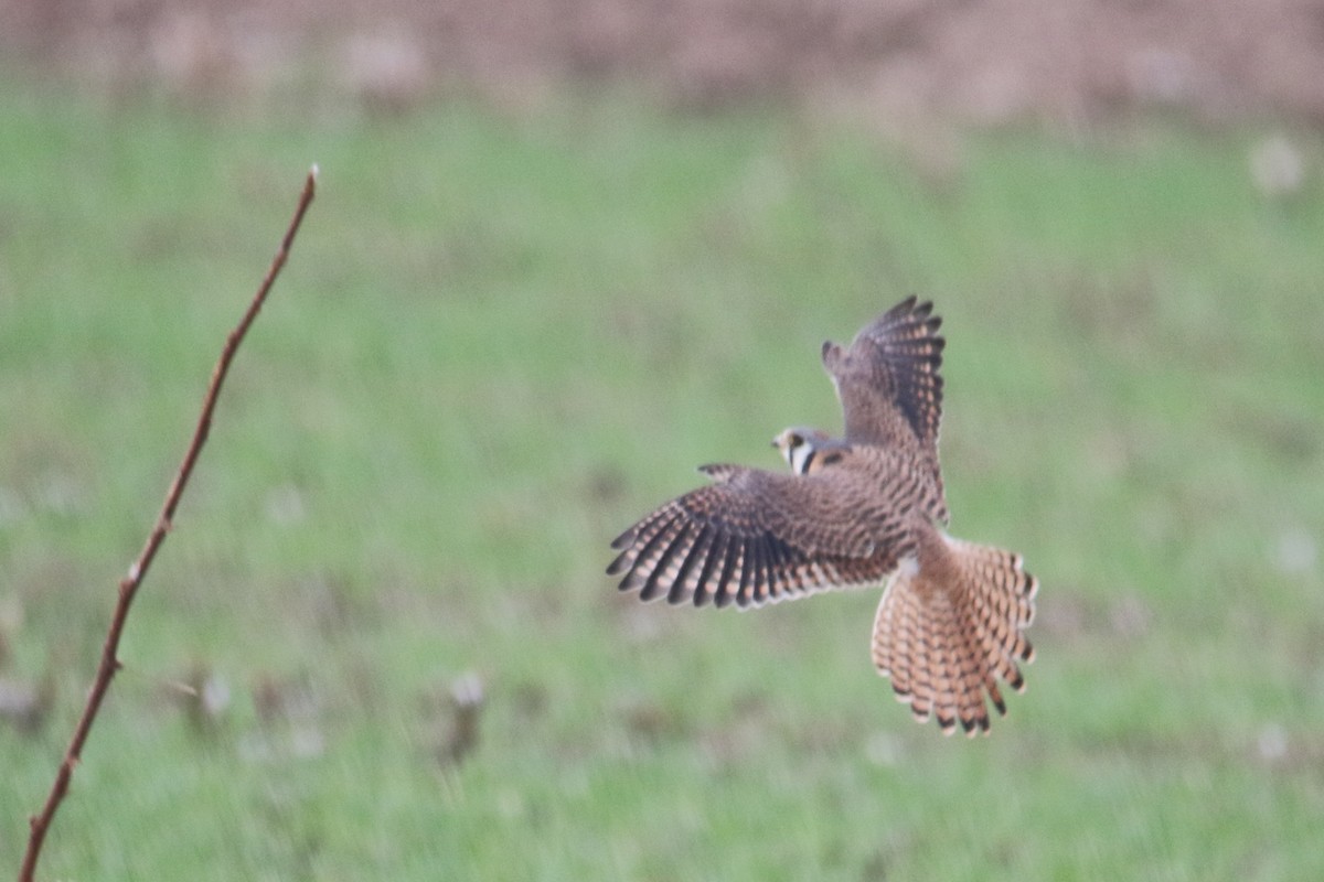 American Kestrel - ML45450851