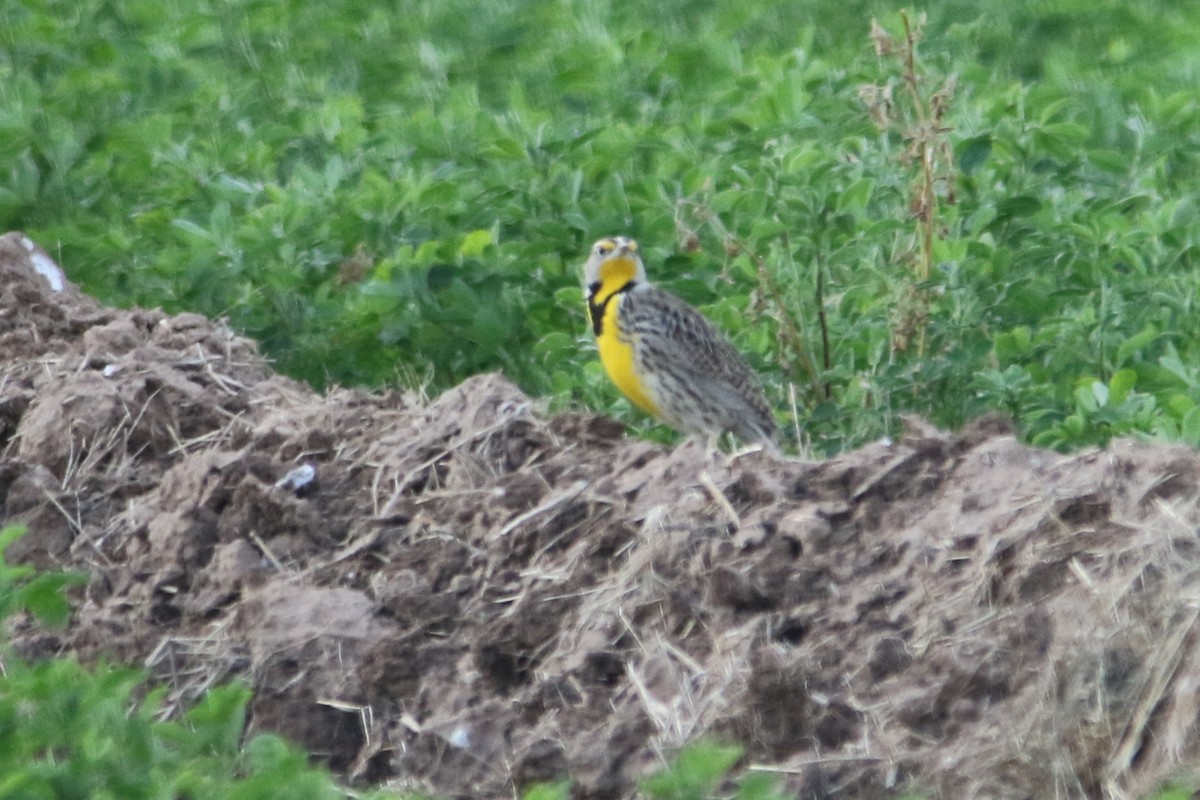 Western Meadowlark - ML45450941