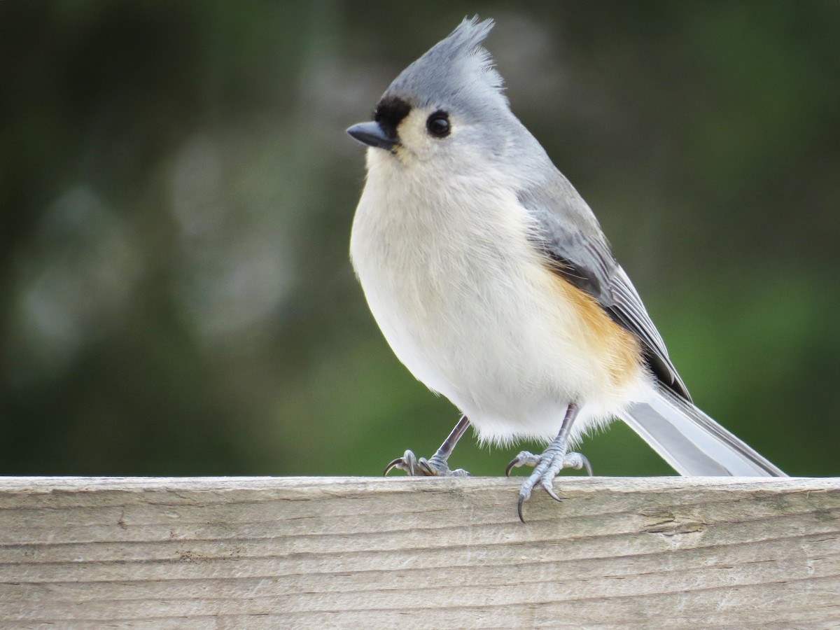 Tufted Titmouse - Emily Tornga