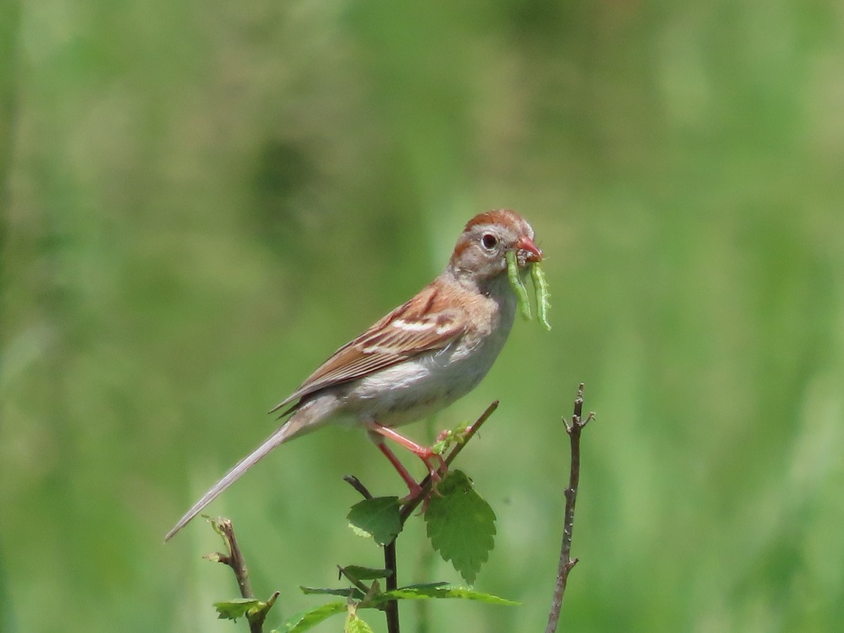 Field Sparrow - ML454510071
