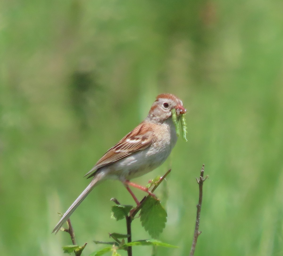 Field Sparrow - ML454510081