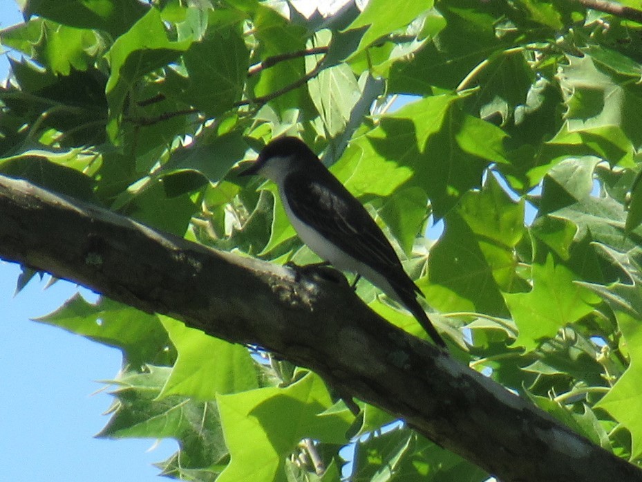 Eastern Kingbird - ML454511371