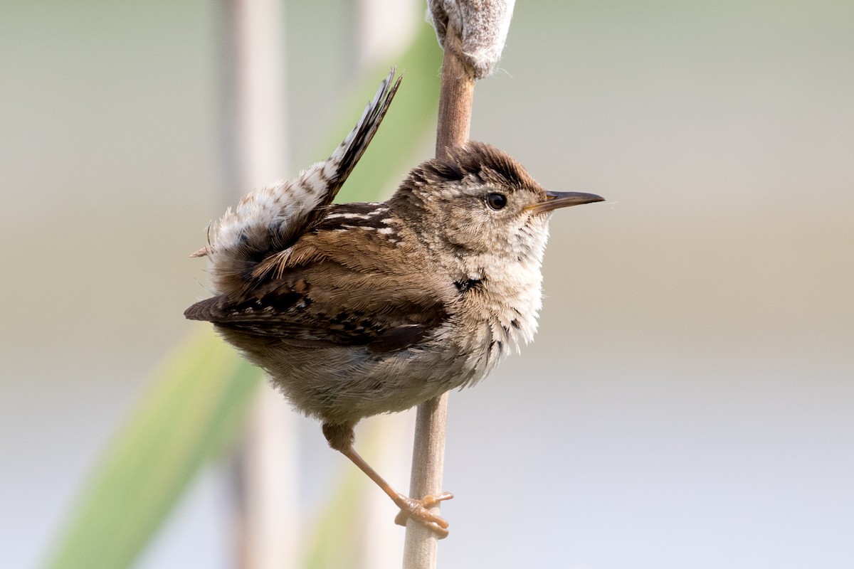 Marsh Wren - ML454511761