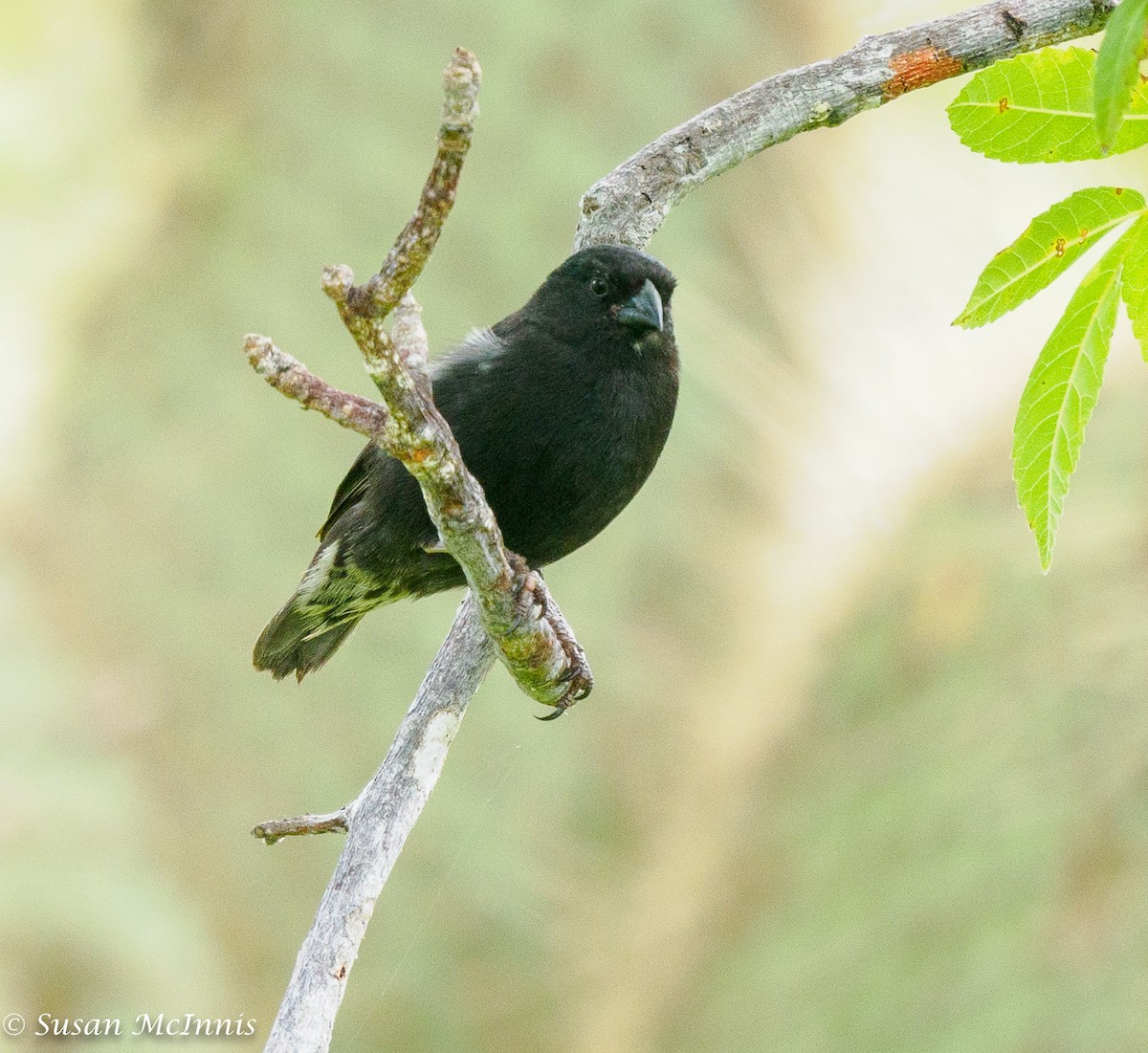 Common Cactus-Finch - ML454513661