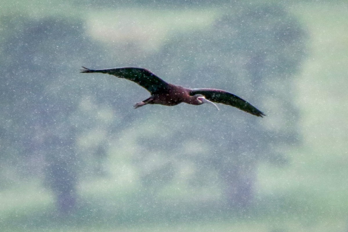 White-faced Ibis - ML454514461