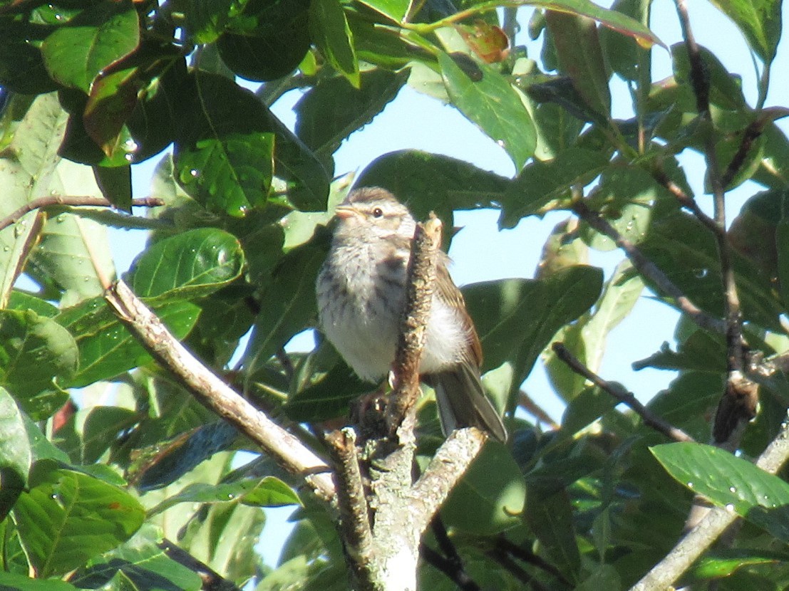 Chipping Sparrow - ML454514891