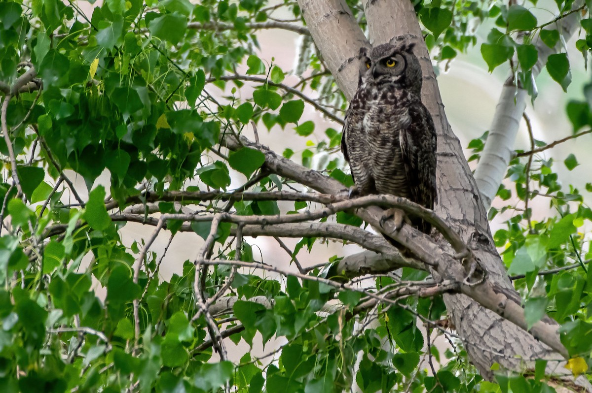 Great Horned Owl - Phil Kahler