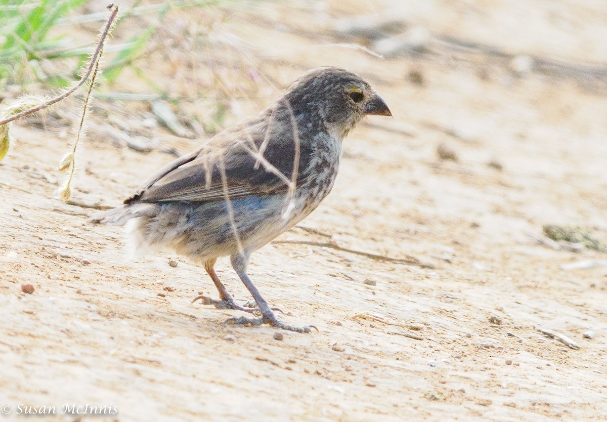 Medium Ground-Finch - ML454516241