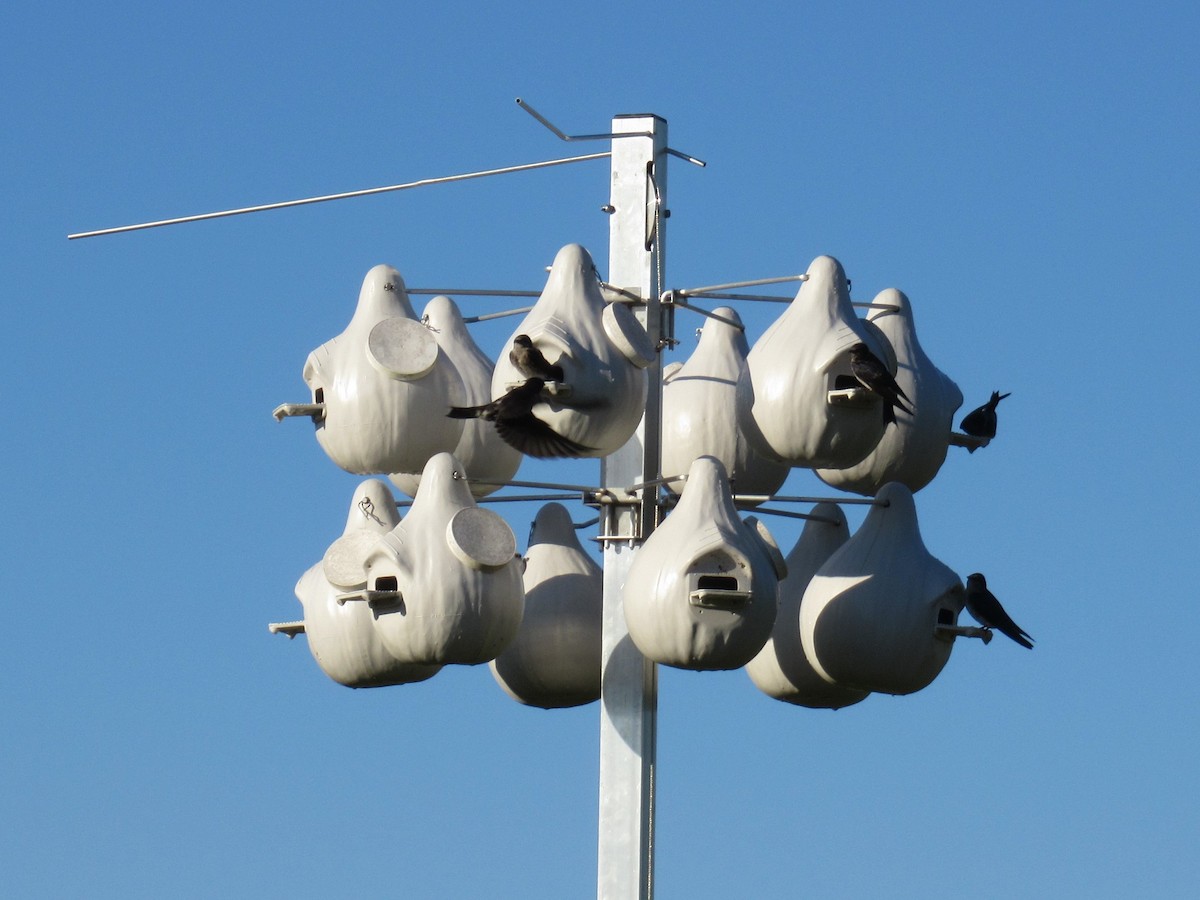 Purple Martin - ML454516891