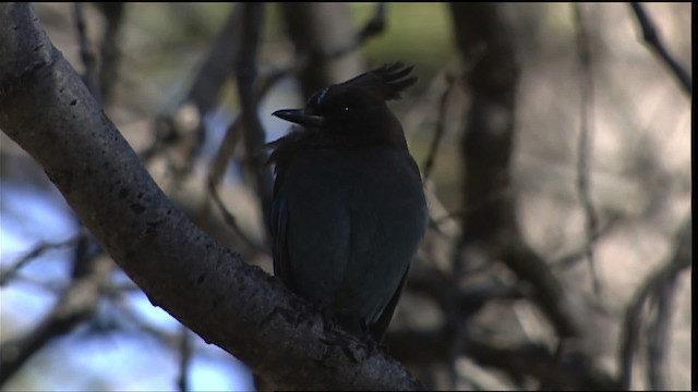 Steller's Jay (Coastal) - ML454517