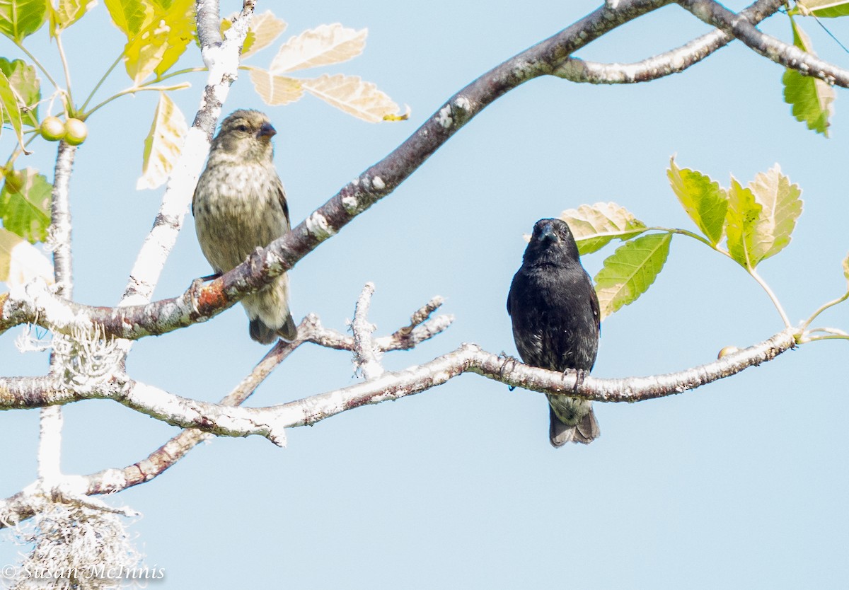 Medium Ground-Finch - ML454518591