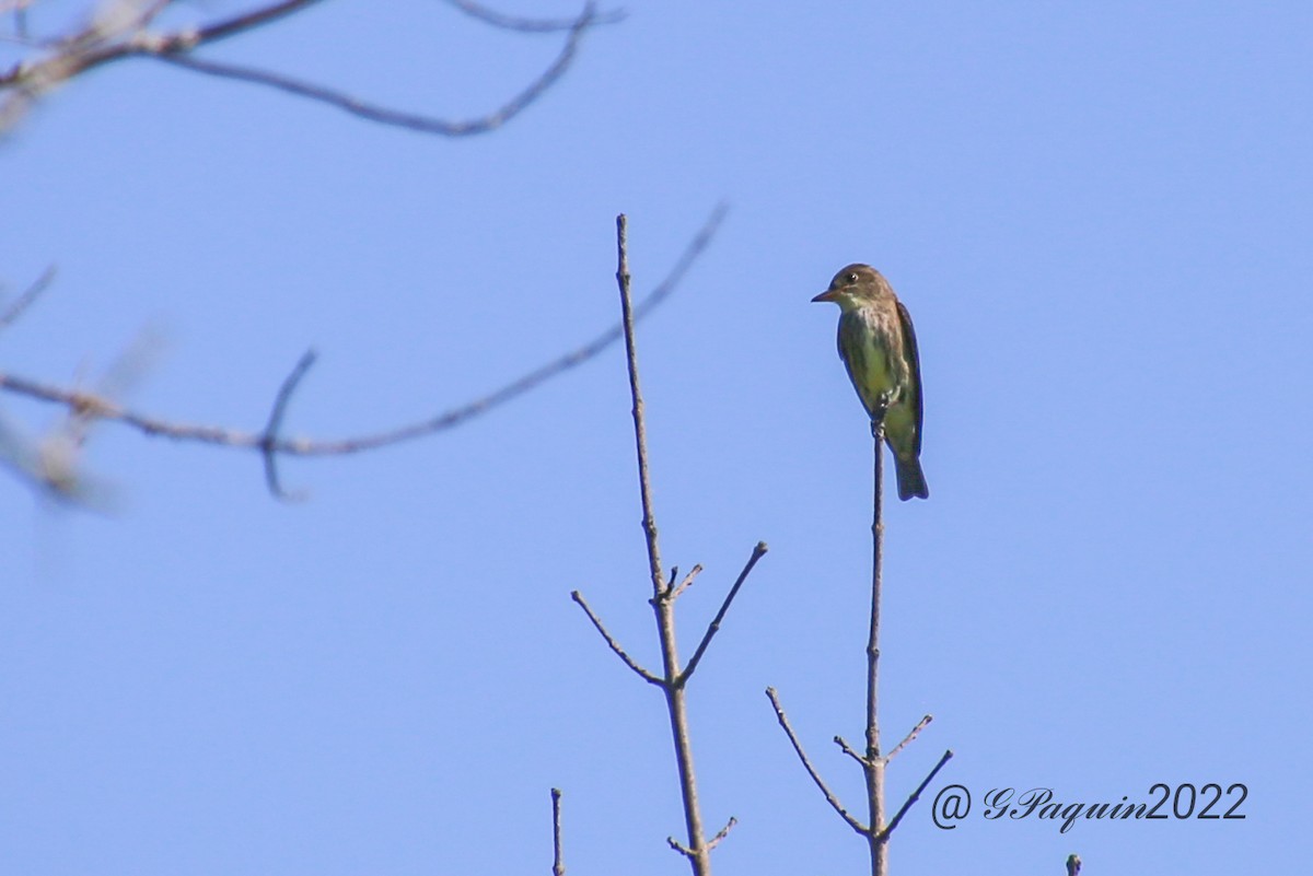 Olive-sided Flycatcher - ML454520861