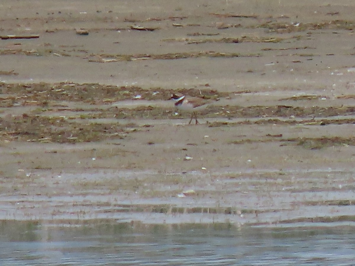 Semipalmated Plover - ML454521131