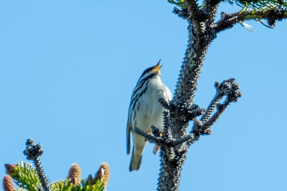 Streifenwaldsänger - ML454521191