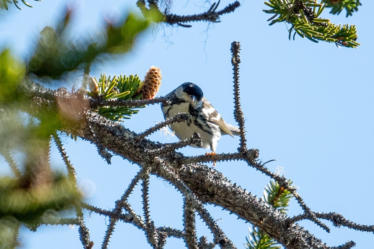 Streifenwaldsänger - ML454521201