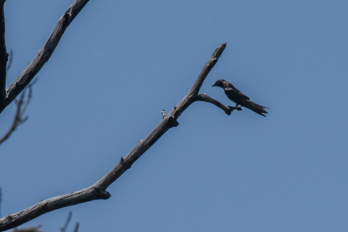 Purple Martin - ML454521601