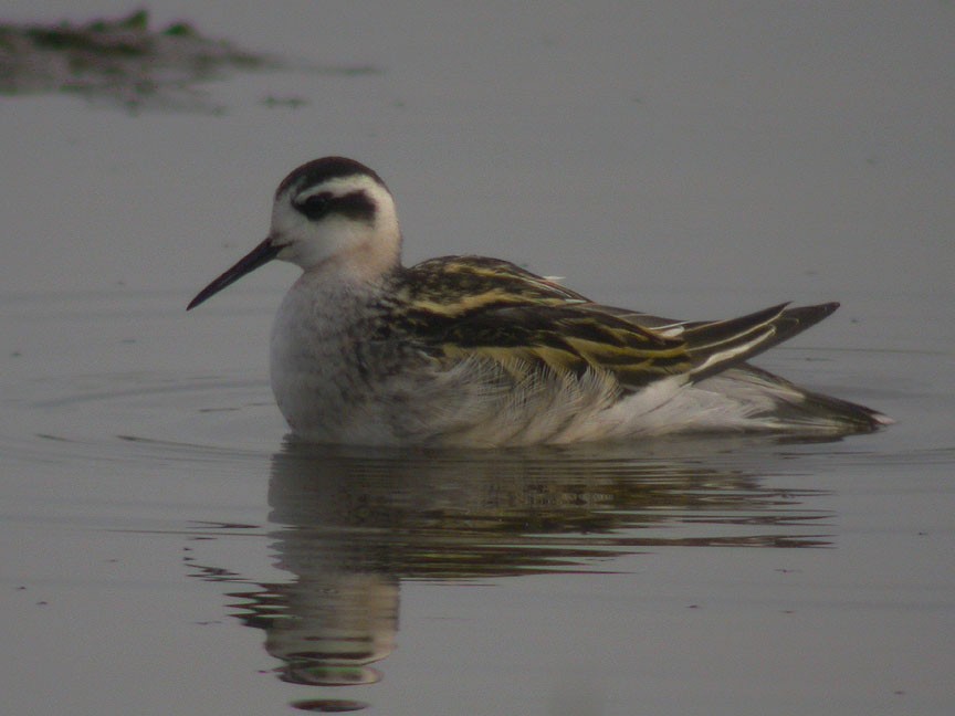 Phalarope à bec étroit - ML45452191