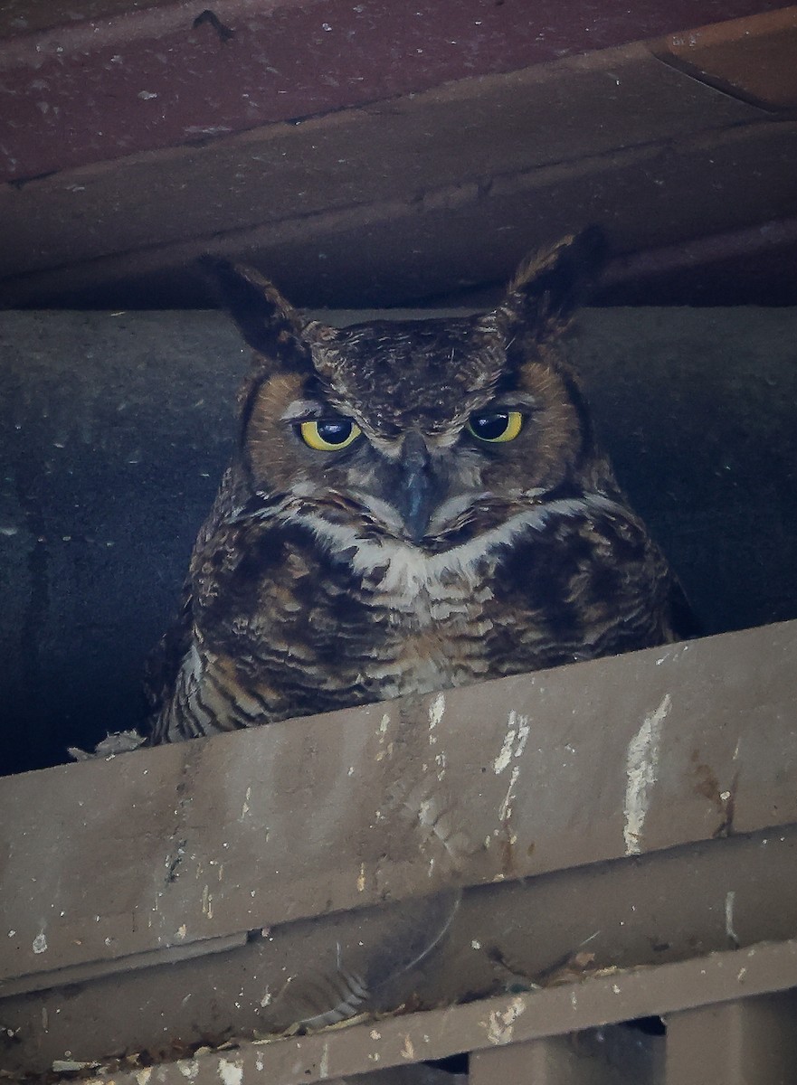 Great Horned Owl - ML454522351