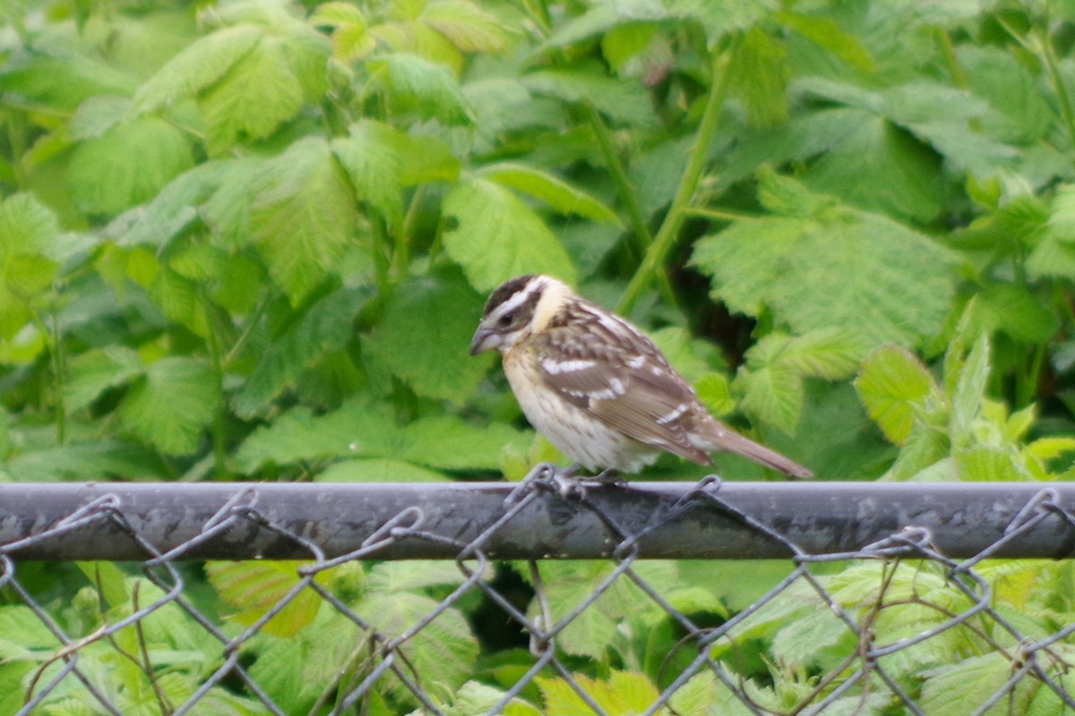 Black-headed Grosbeak - ML454522721