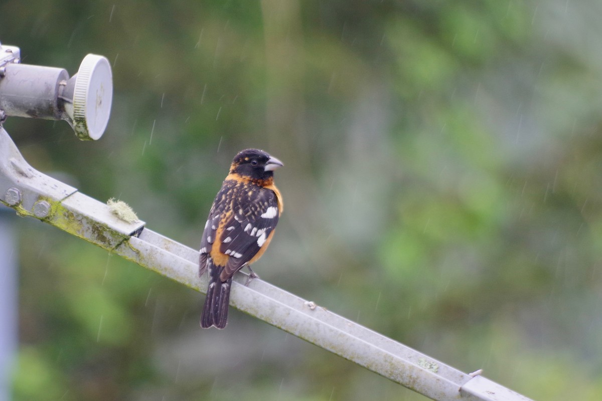 Black-headed Grosbeak - ML454522771