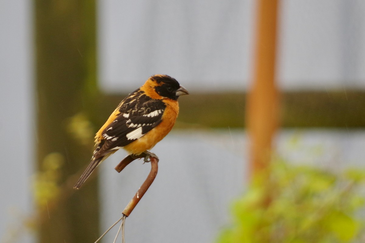 Black-headed Grosbeak - ML454522791